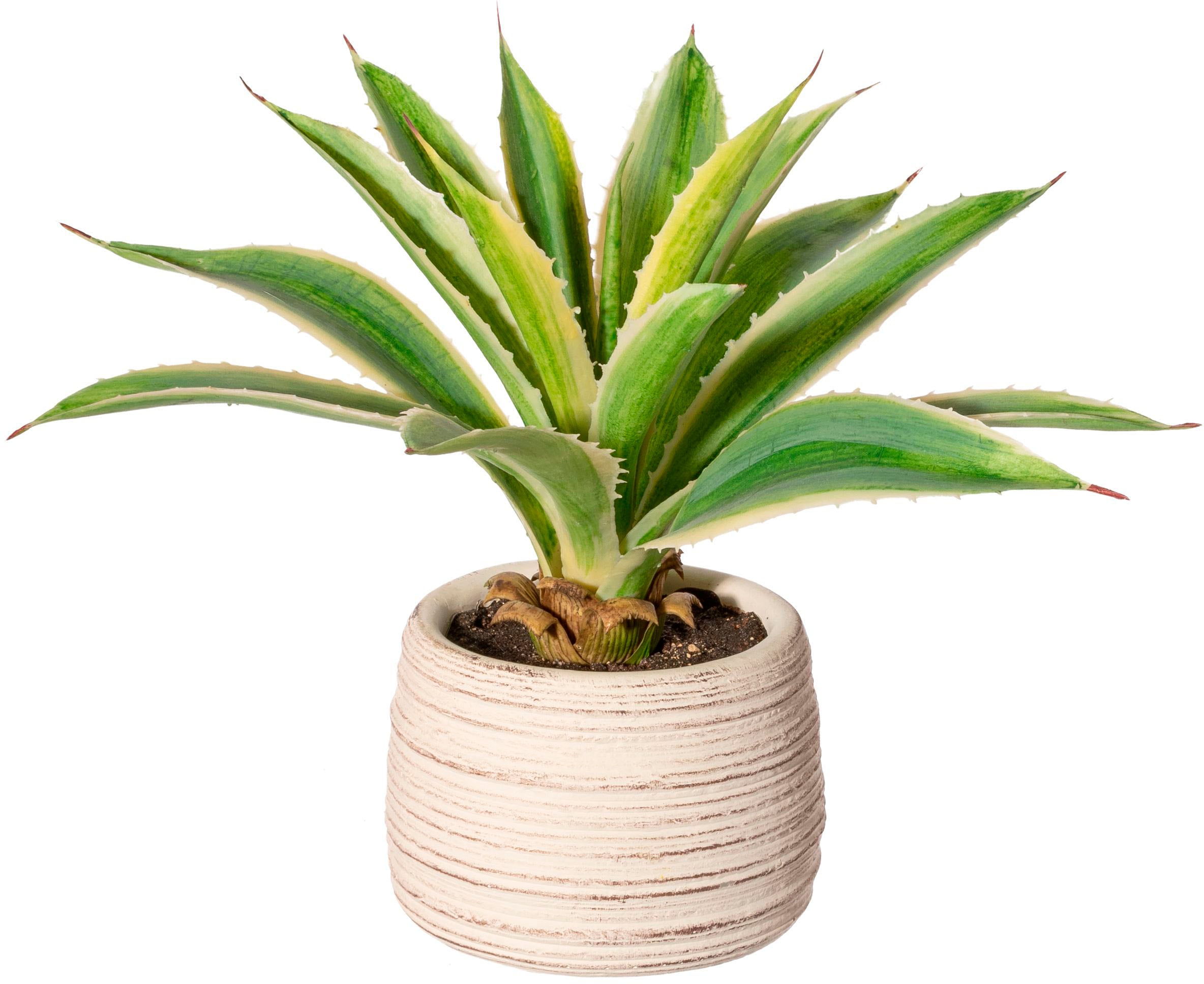 Creativ green Künstliche »Agave BAUR Zementtopf« im Zimmerpflanze | bestellen