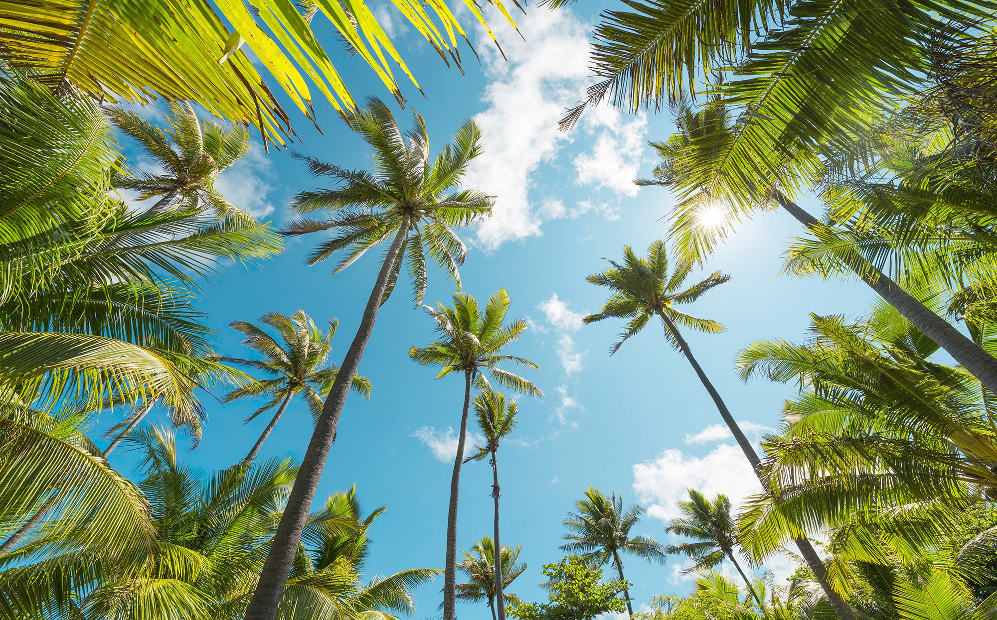 Komar Vliestapete "Coconut Heaven", 450x280 cm (Breite x Höhe), Wohnzimmer, Schlafzimmer