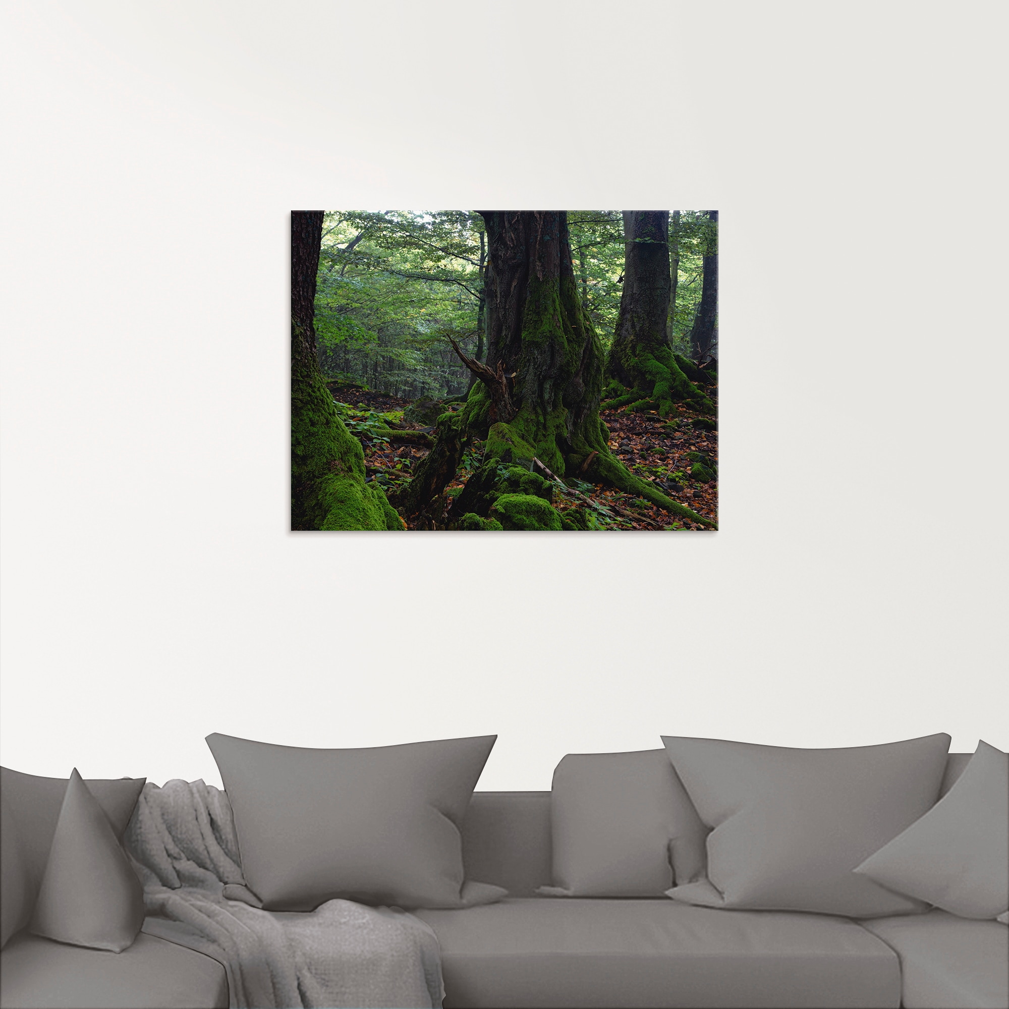 Artland Glasbild »Alte Bäume am Kraterrand«, Wald, (1 St.), in verschiedenen Größen