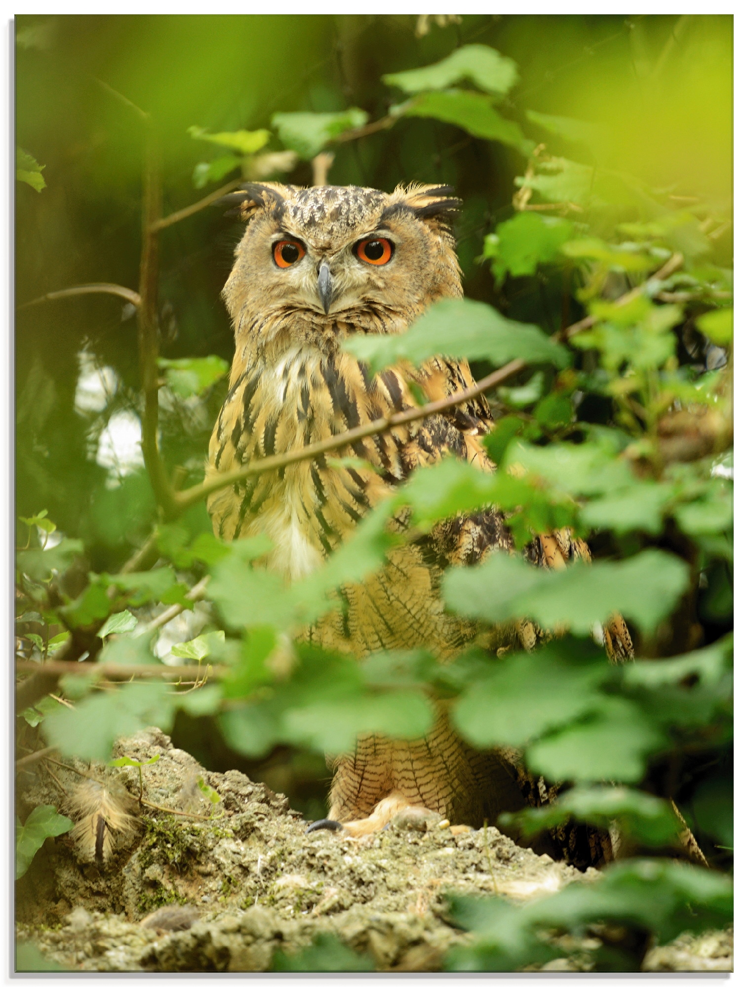 Artland Glasbild "Vogel Uhu" Vögel 1 Stk. tlg. in verschiedenen Größen
