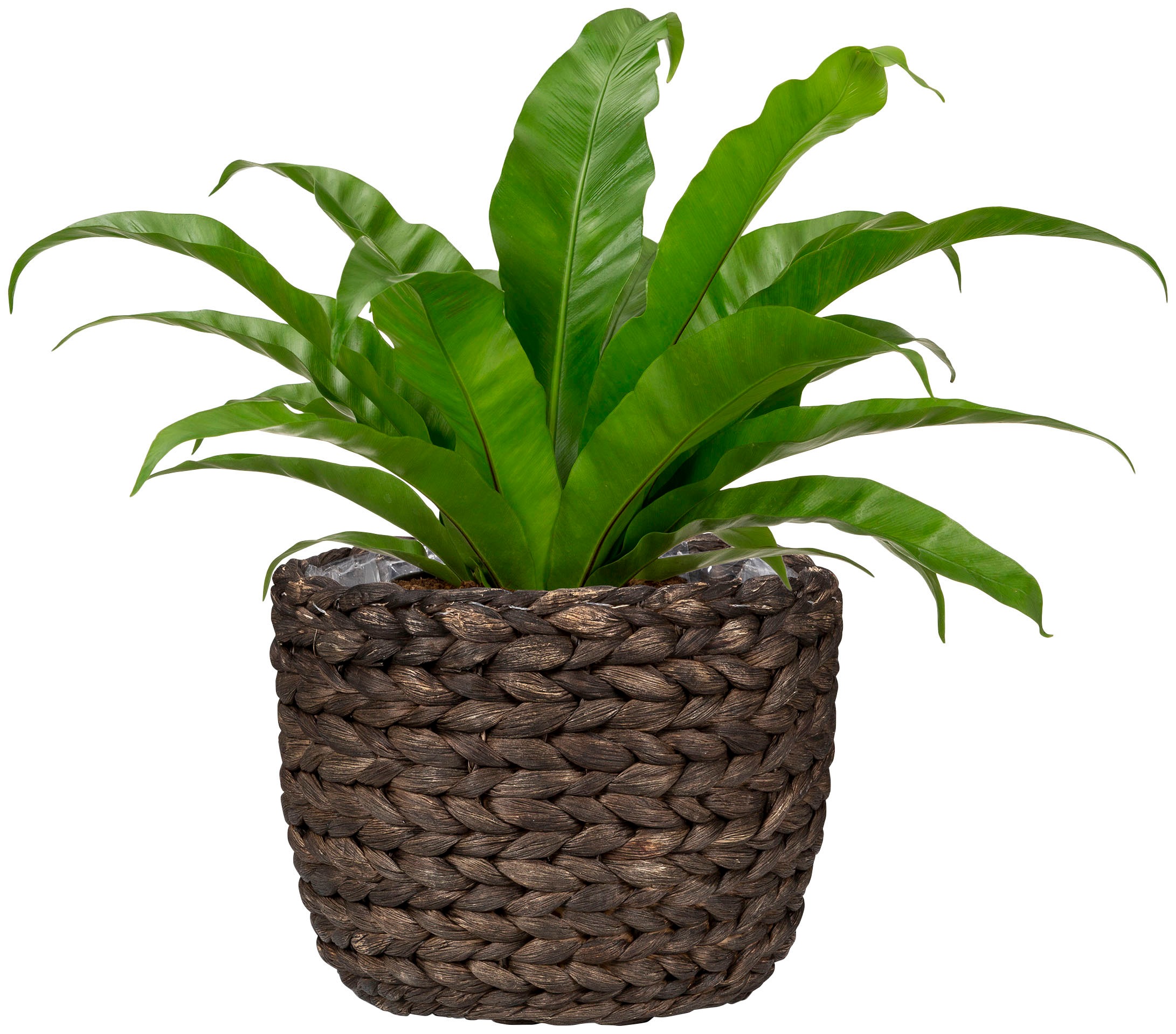 Scheurich Wasserhyazinthentopf »brown 28/505«