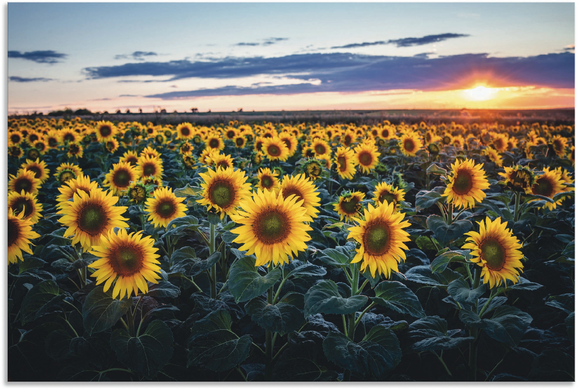 Artland Alu-Dibond-Druck »Sonnenblumenfeld, Sonne im Hintergrund«, Blumenwiese, (1 St.), für Innen- und Außenbereich geeignet, Outdoorbild