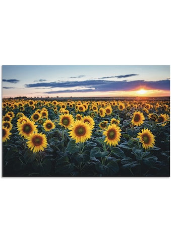 Alu-Dibond-Druck »Sonnenblumenfeld, Sonne im Hintergrund«, Blumenwiese, (1 St.)