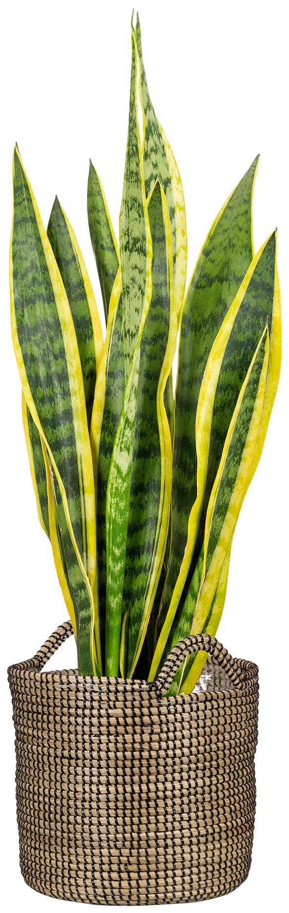 Scheurich Blumentopf »black 22/514«