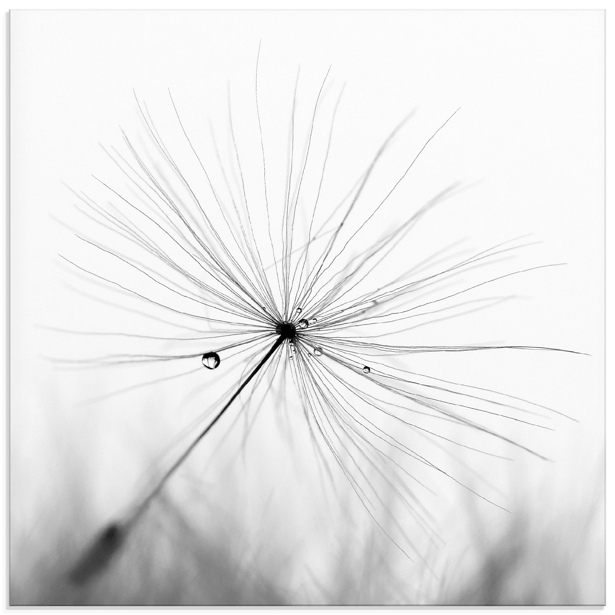 Artland Glasbild "Pusteblume Schirmchen" Blumen 1 Stk. tlg. in verschiedenen Größen