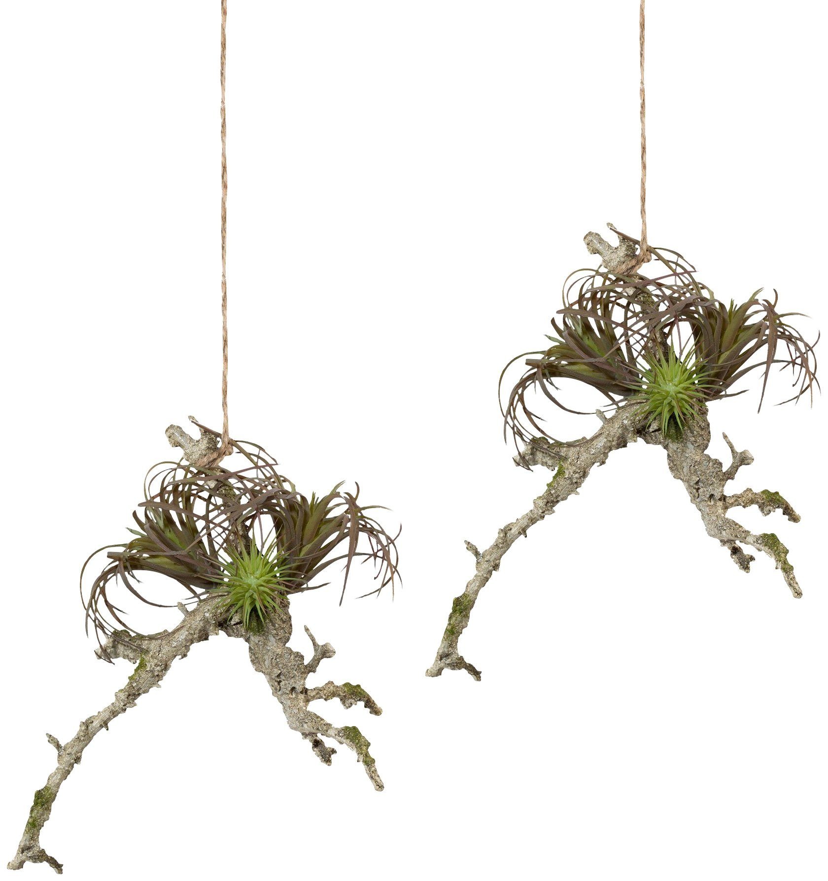 Creativ green Kunstpflanze »Hängeast mit Tillandsie«, (2 St.), 2er Set