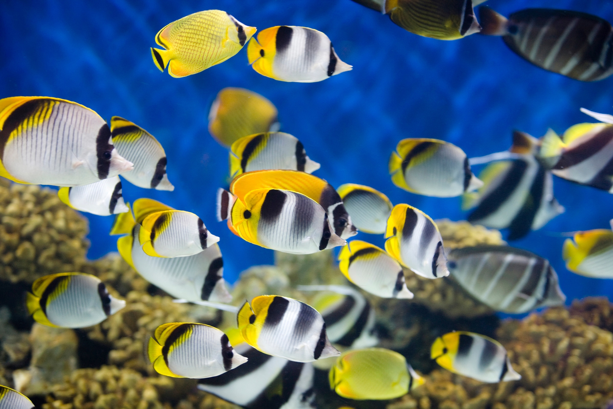 Papermoon Fototapete "UNTERWASSER-WELT-FISCHE KORALLE SEE MEER TIERE OZEAN"
