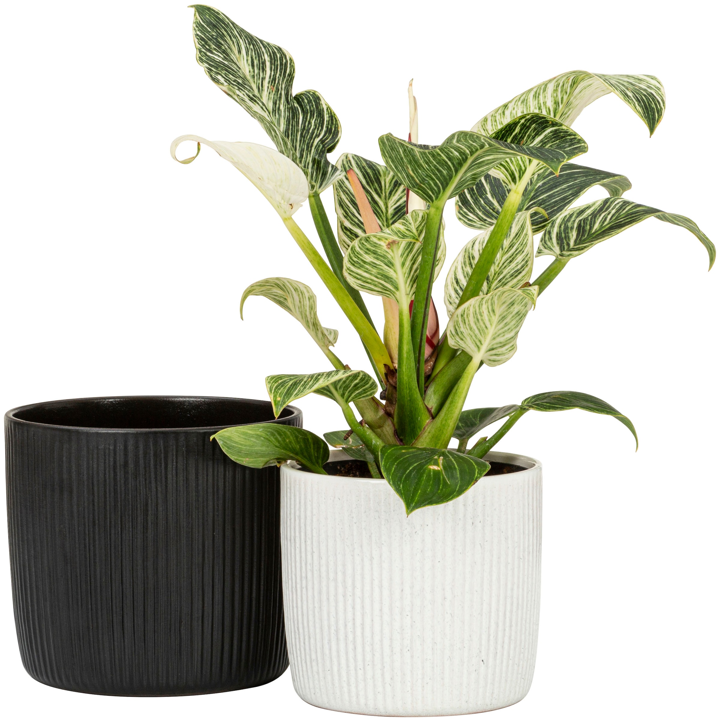 Scheurich Blumentopf »909/21 ebano«