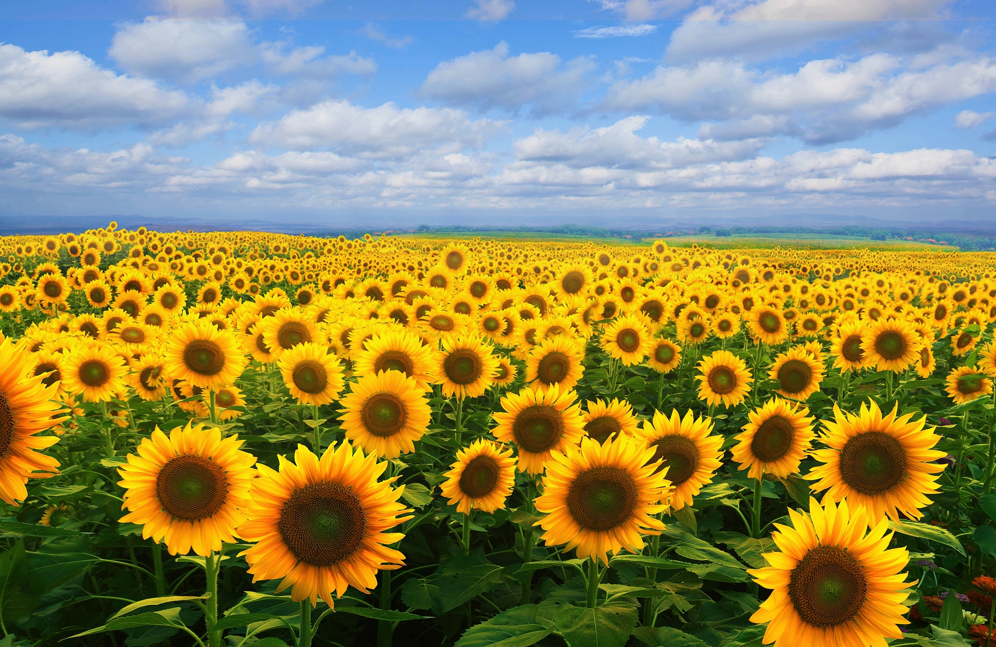 Papermoon Fototapete »SONNENBLUMEN-BLUMEN FELD PFLANZE DEKOR NATUR MUSTER«