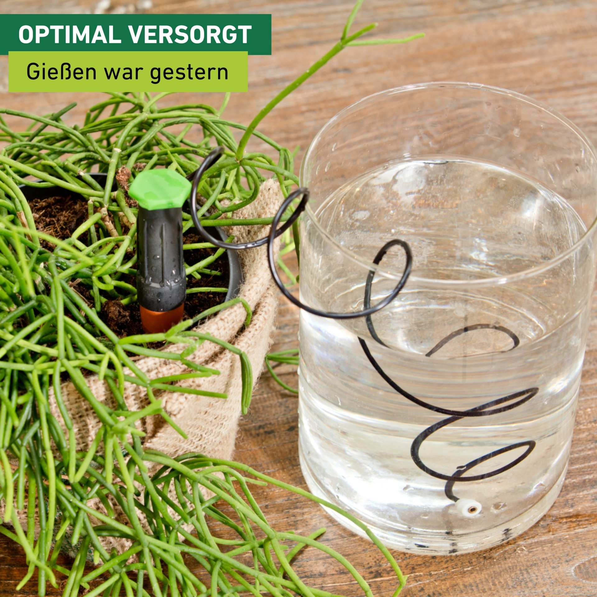 Windhager Tropfer »Wasserspender« (Set, 3 Stk. tlg.)  zur konstant dosierten Bewässerung von Zimmerpflanzen