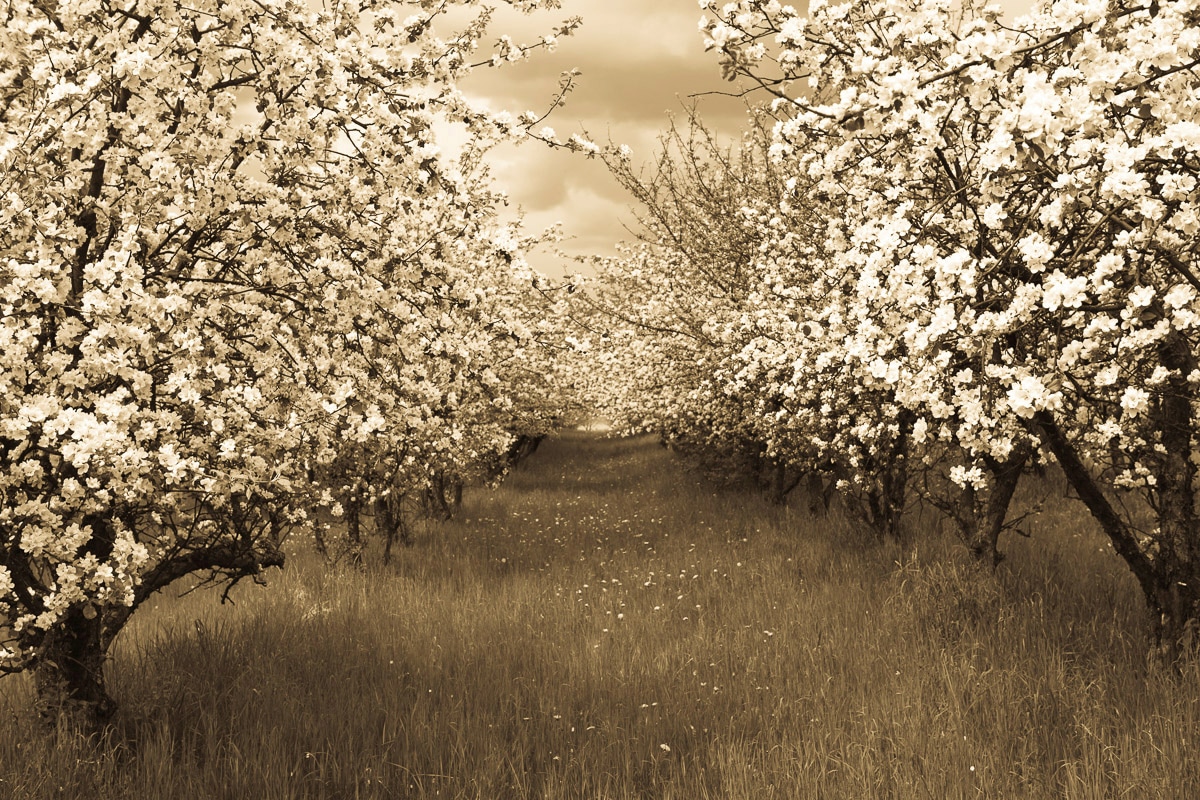 Papermoon "Sepia Frühlingsobstgarten"