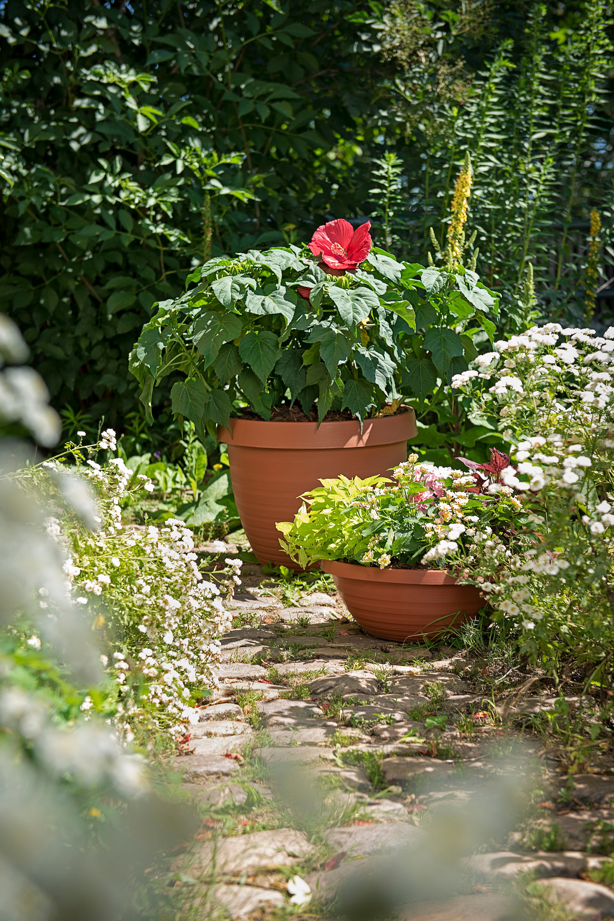 Scheurich Blumentopf »48/270 COUNTRY STAR 48«