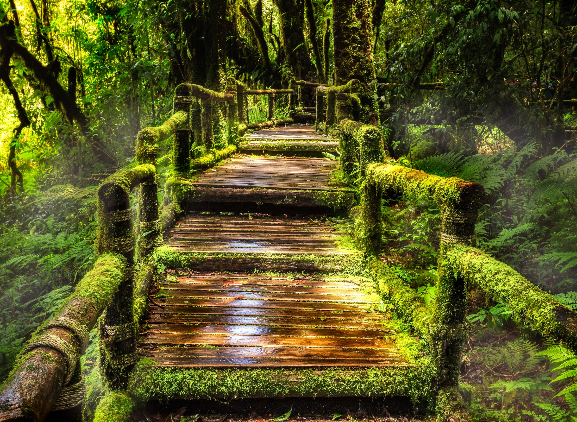Papermoon Fototapete "Rainforest at Ang Ka" glatt