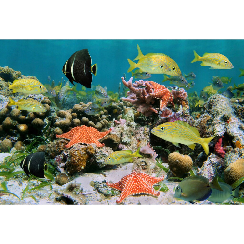 Papermoon Fototapete »Fische mit Seesternen«
