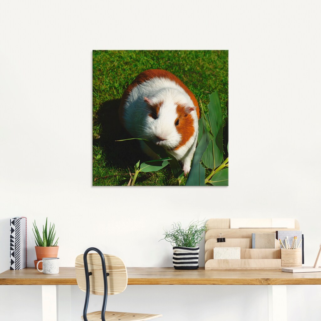 Artland Glasbild »Orange weißes Meerschweinchen«, Haustiere, (1 St.)