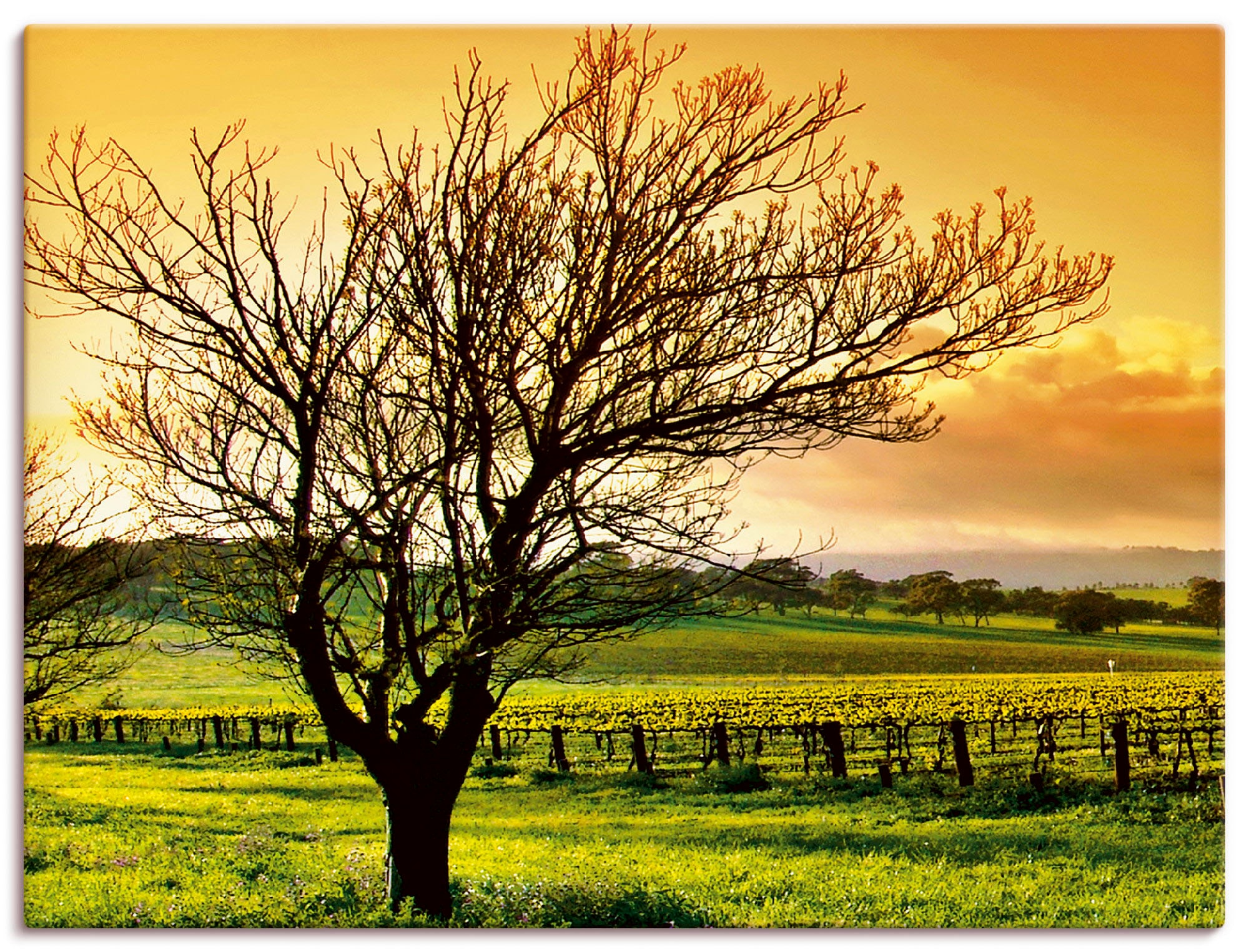 bestellen Poster »Landschaft Leinwandbild, als Weinbergen«, Wandbild (1 | in Artland BAUR Wandaufkleber St.), Felder, mit versch. oder Größen