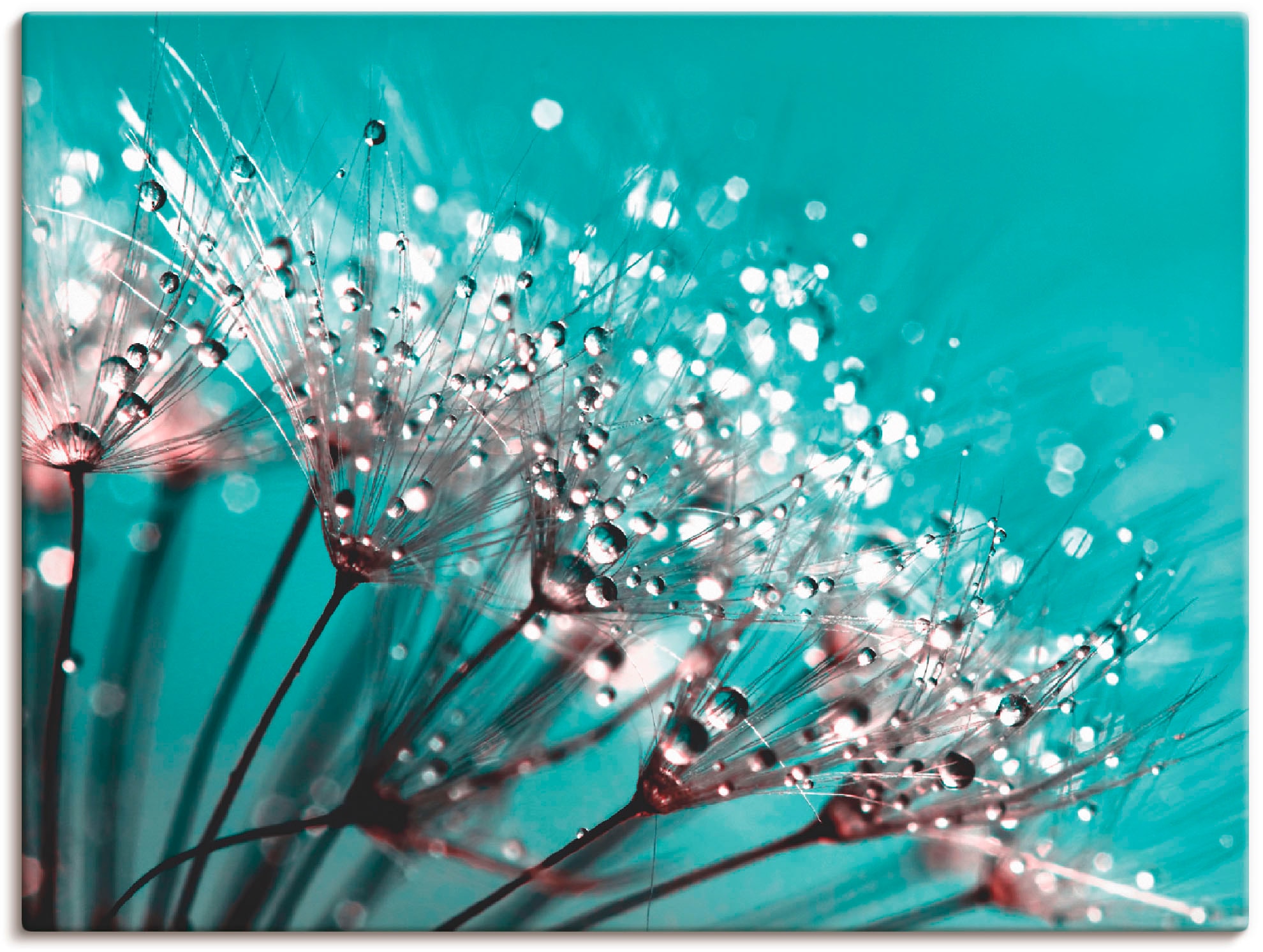 Artland Leinwandbild "Glitzernde Pusteblume I" Blumen 1 Stk. tlg. auf Holzr günstig online kaufen