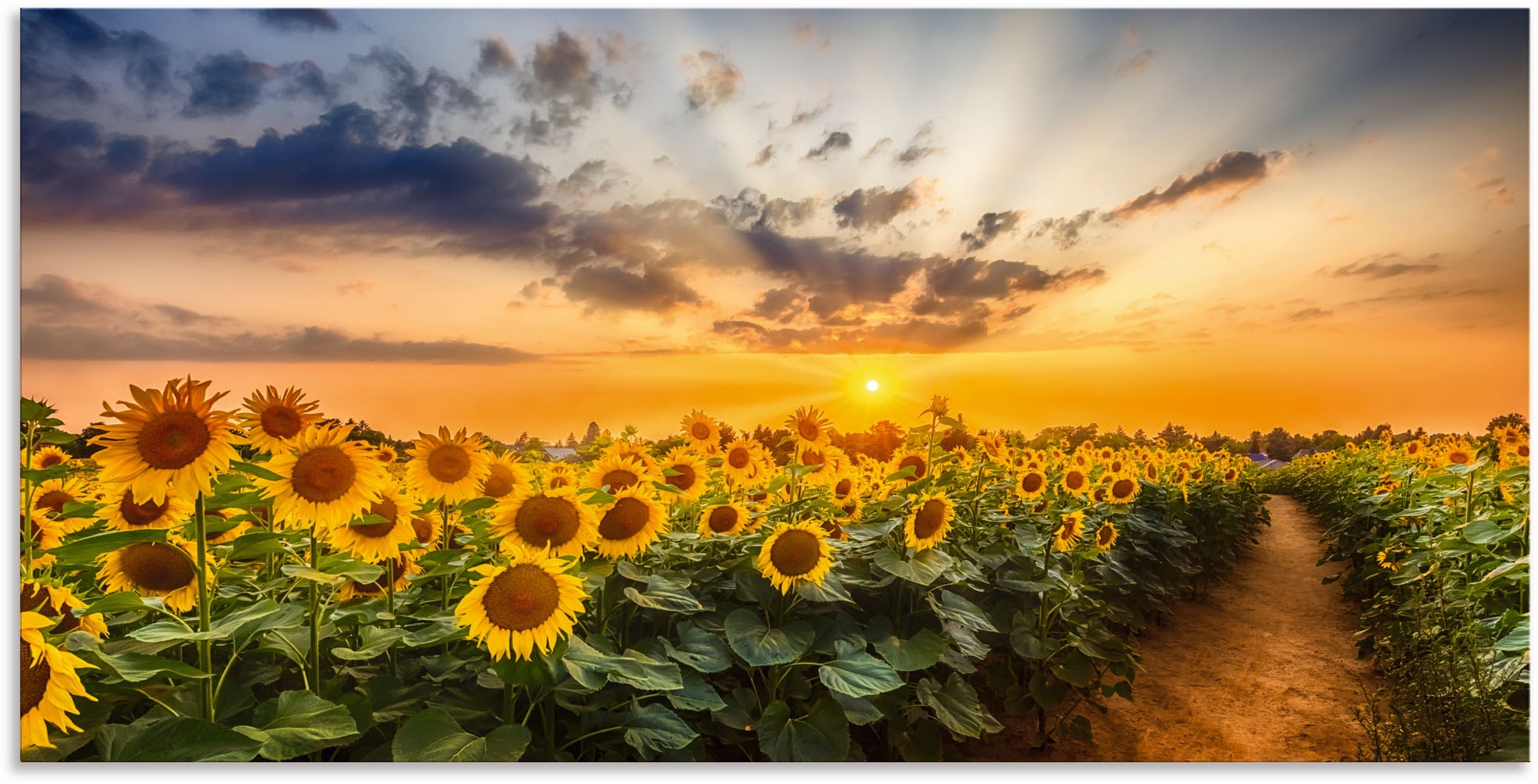 Artland "Sonnenblumenfeld bei Sonnenuntergang" Blumenbilder 1 Stk. tlg. als günstig online kaufen