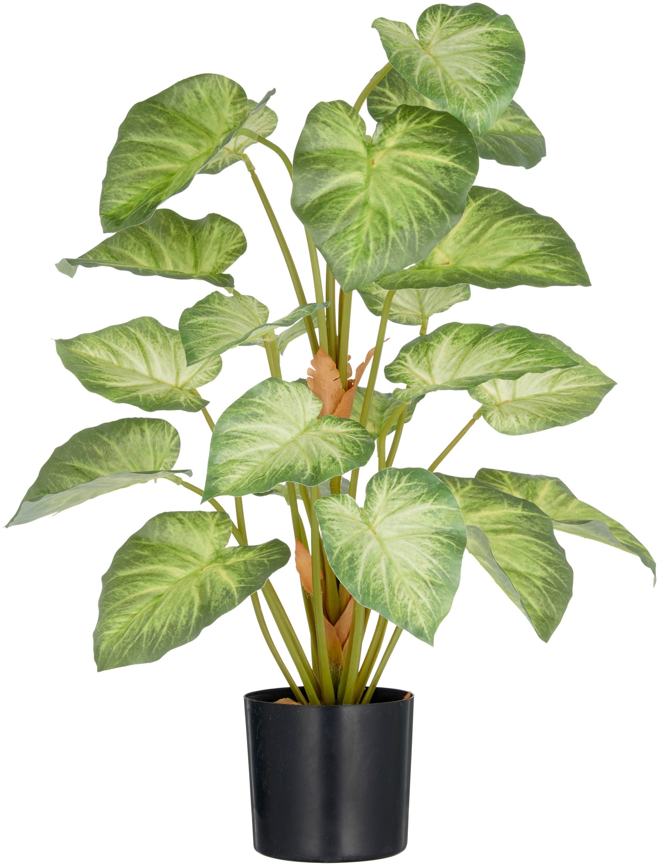 Creativ green Kunstpflanze "Syngonium", mit schönem Blattwerk günstig online kaufen