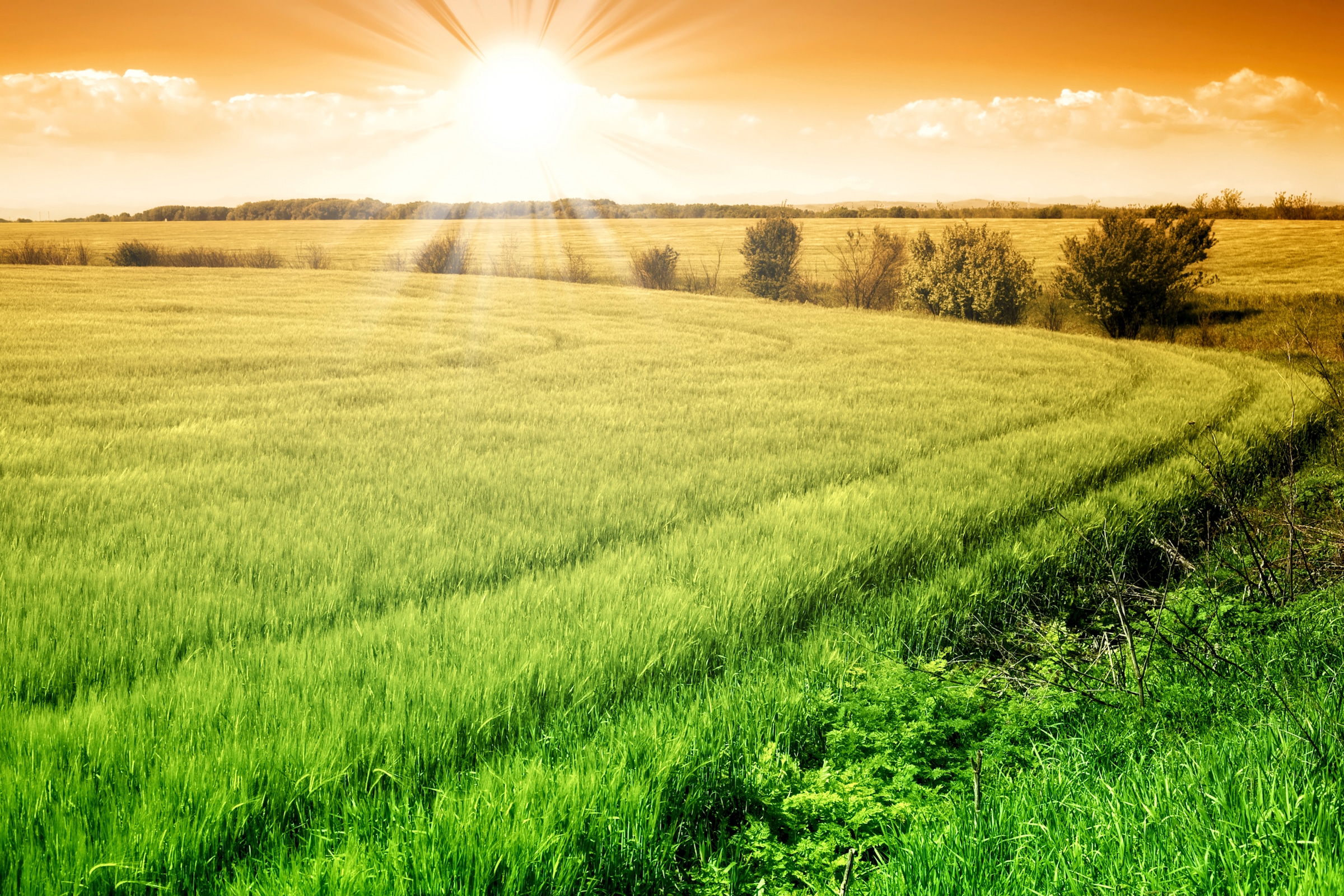 Papermoon Fototapete "Field of Fresh Grain" glatt
