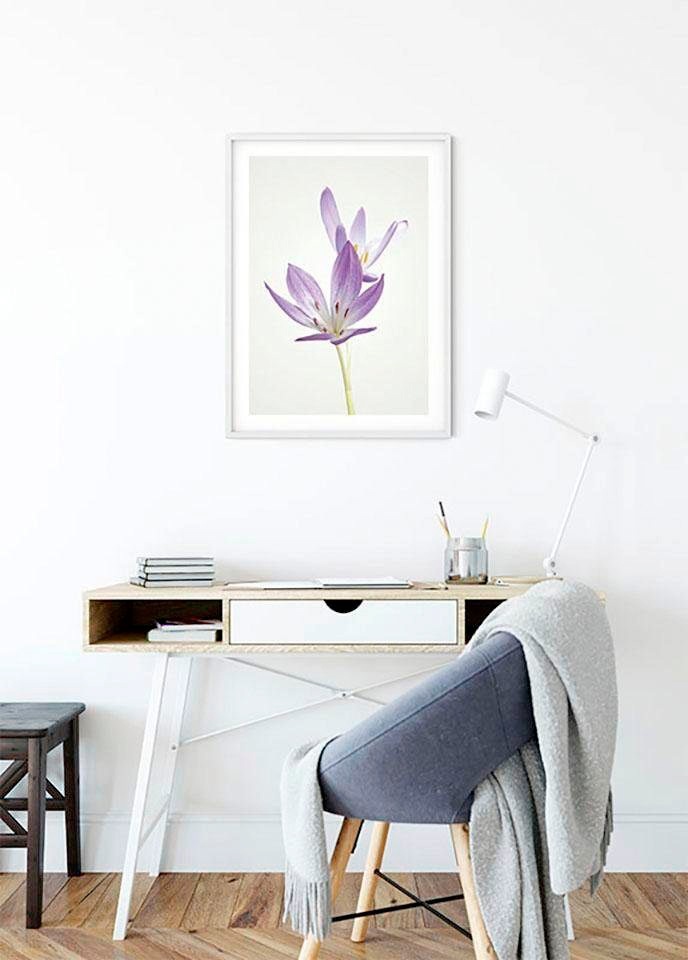 Komar Bild »Autumn Crocus«, Blumen, (1 St.), Wandbild zur Dekoration - ohne Rahmen