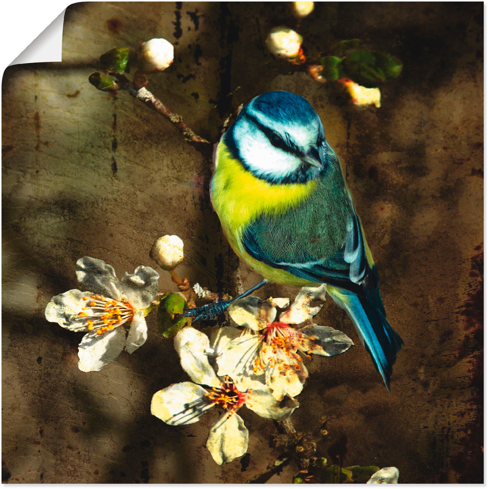 Artland Wandbild "Blaumeise auf Kirschzweig", Vögel, (1 St.), als Alubild, Outdoorbild, Leinwandbild, Poster in verschie