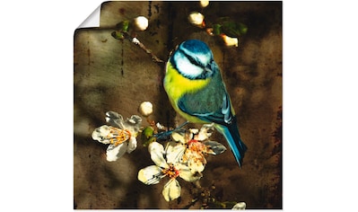 Artland Wandbild »Blaumeise auf Kirschzweig«, Vögel, (1 St.), in vielen Größen &... kaufen