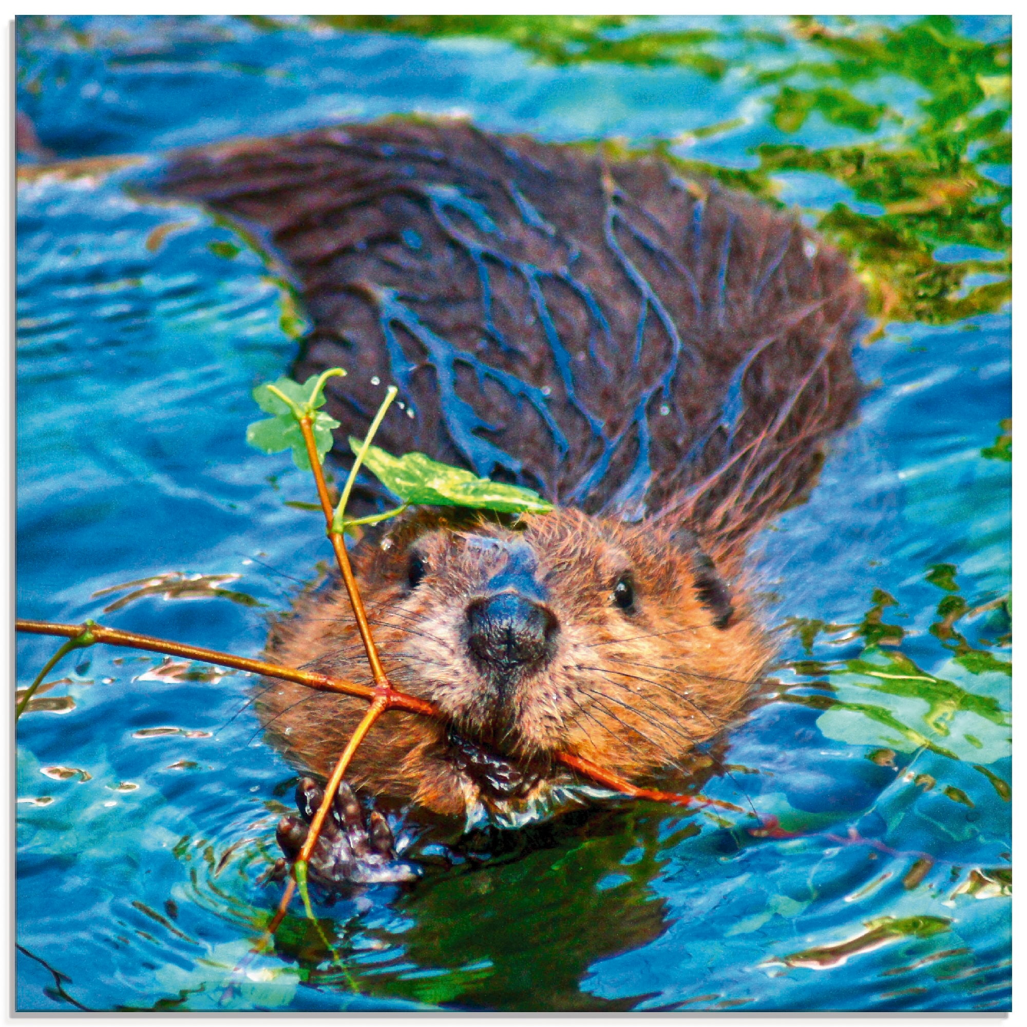 Glasbild »Biber Apport«, Wildtiere, (1 St.), in verschiedenen Größen