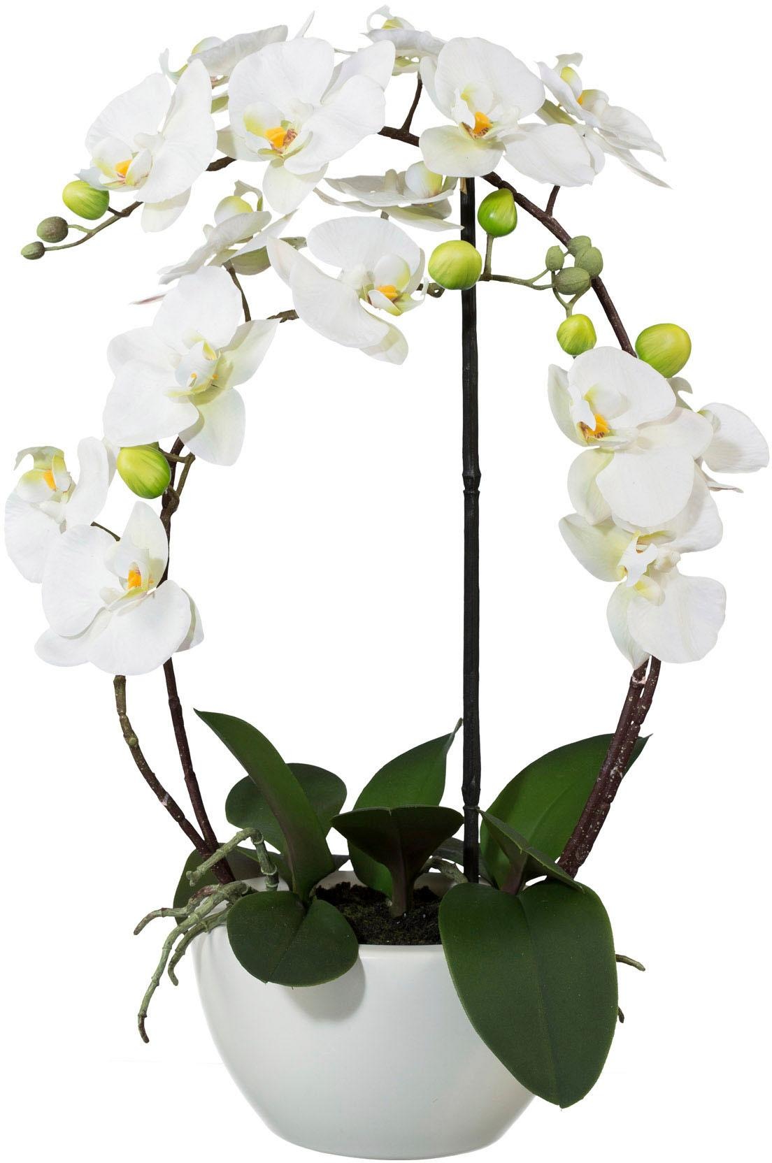 Creativ green Kunstpflanze "Phalaenopsis" günstig online kaufen