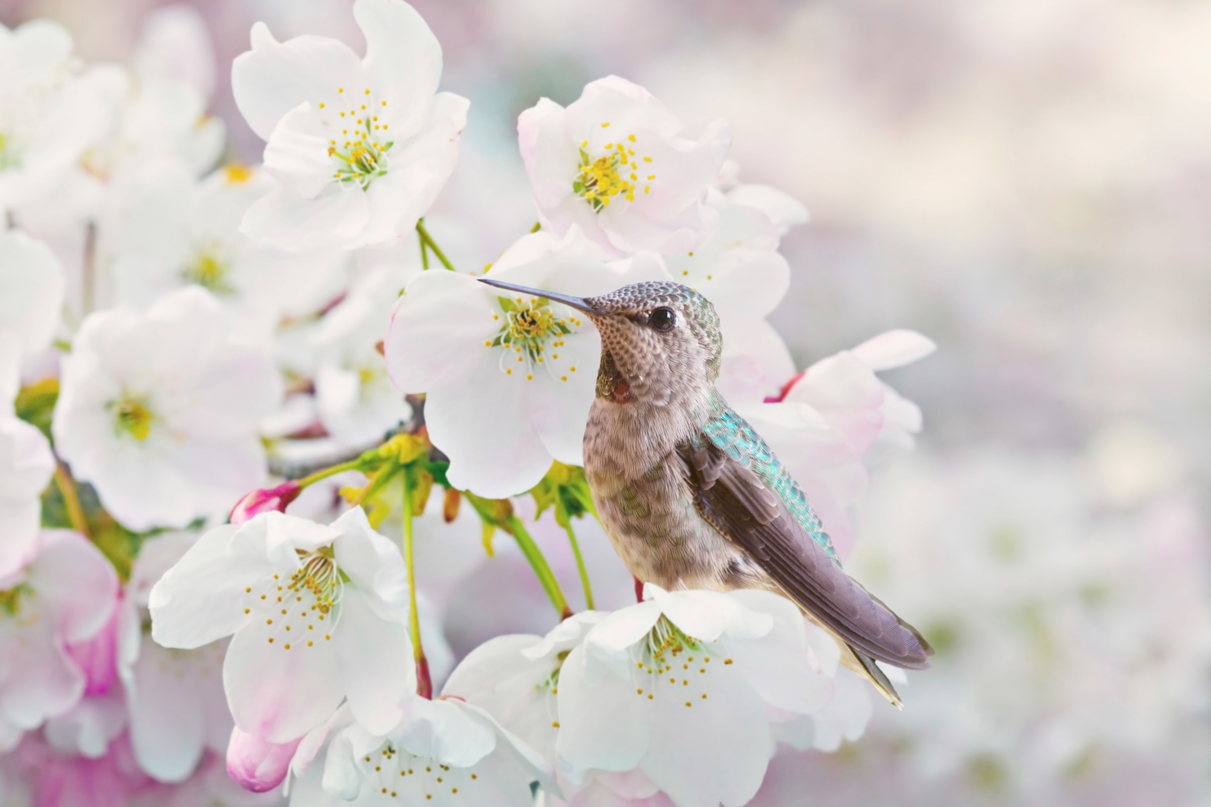 Papermoon Fototapete "Cherra Blossoms" glatt