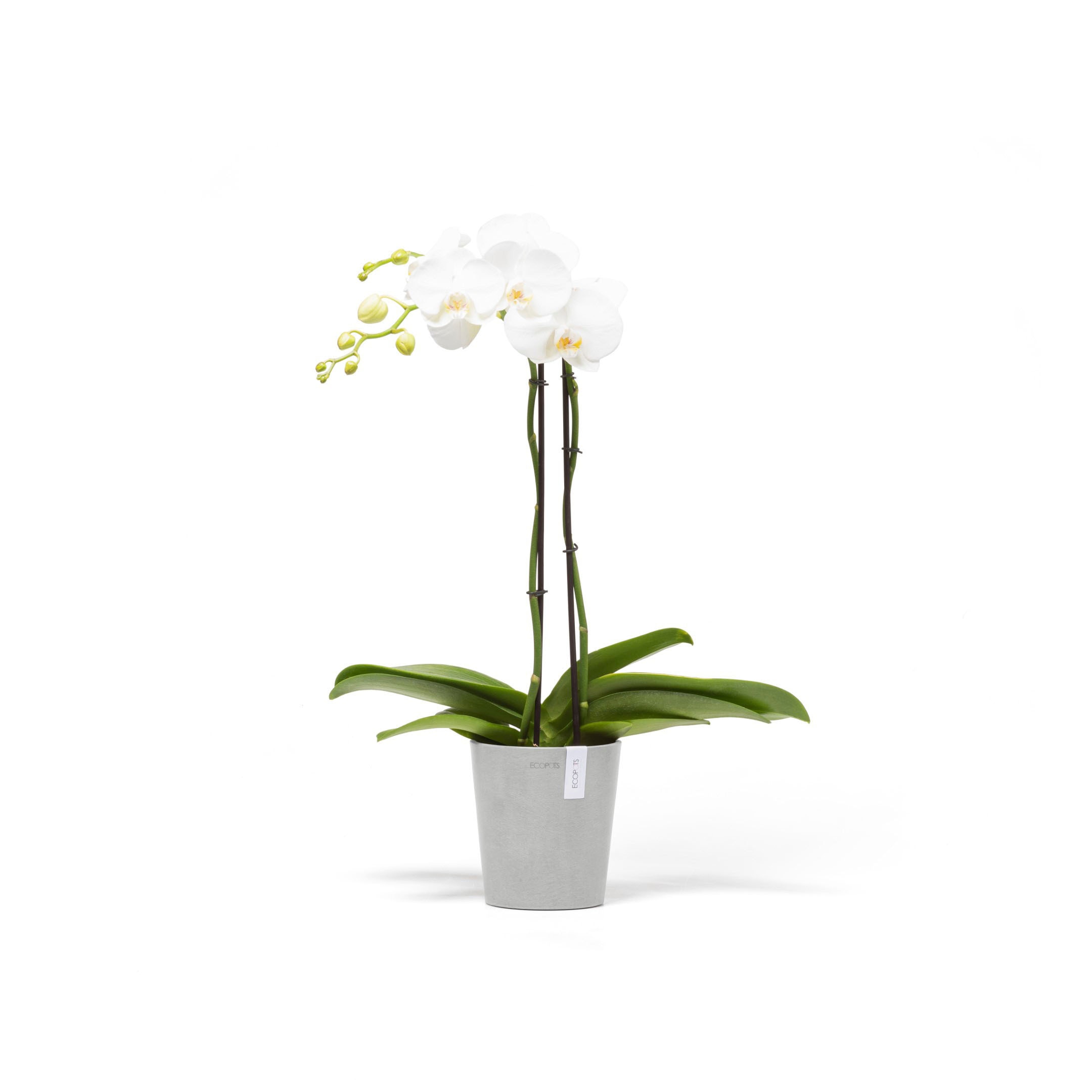 ECOPOTS Blumentopf »Morinda«, ØxH: 14,2x16 cm