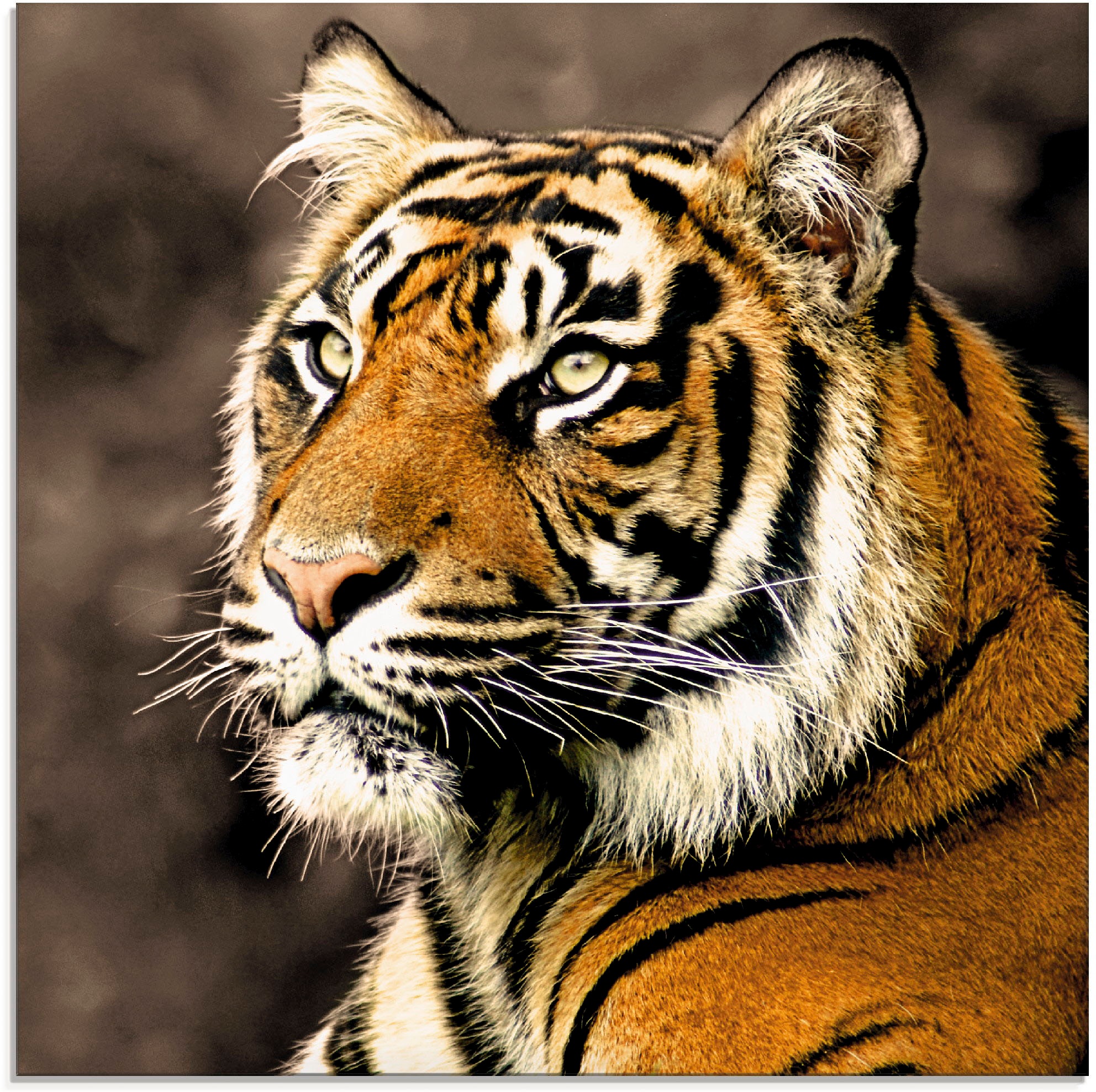 Glasbild »Tiger_sepia«, Wildtiere, (1 St.), in verschiedenen Größen