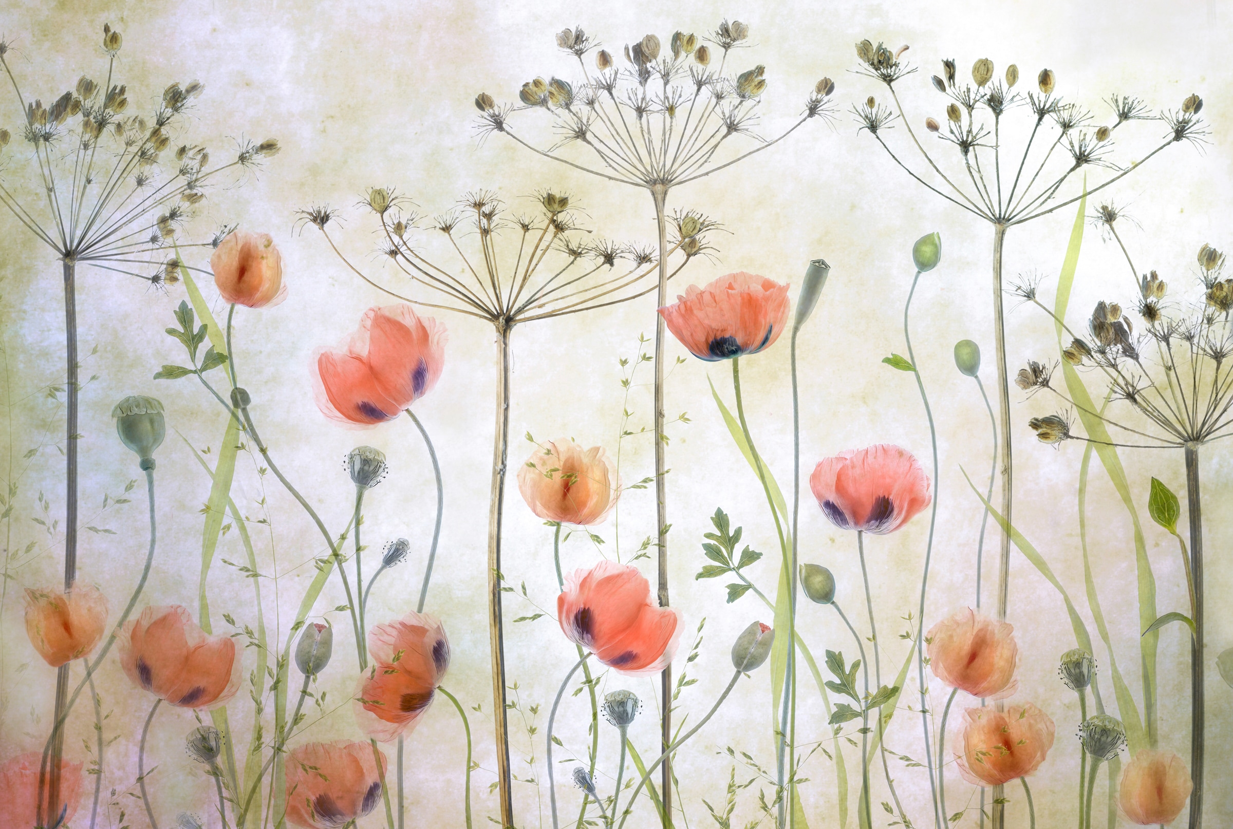 Papermoon Fototapete "Photo-Art MANDY DISHER, MOHNWIESE"