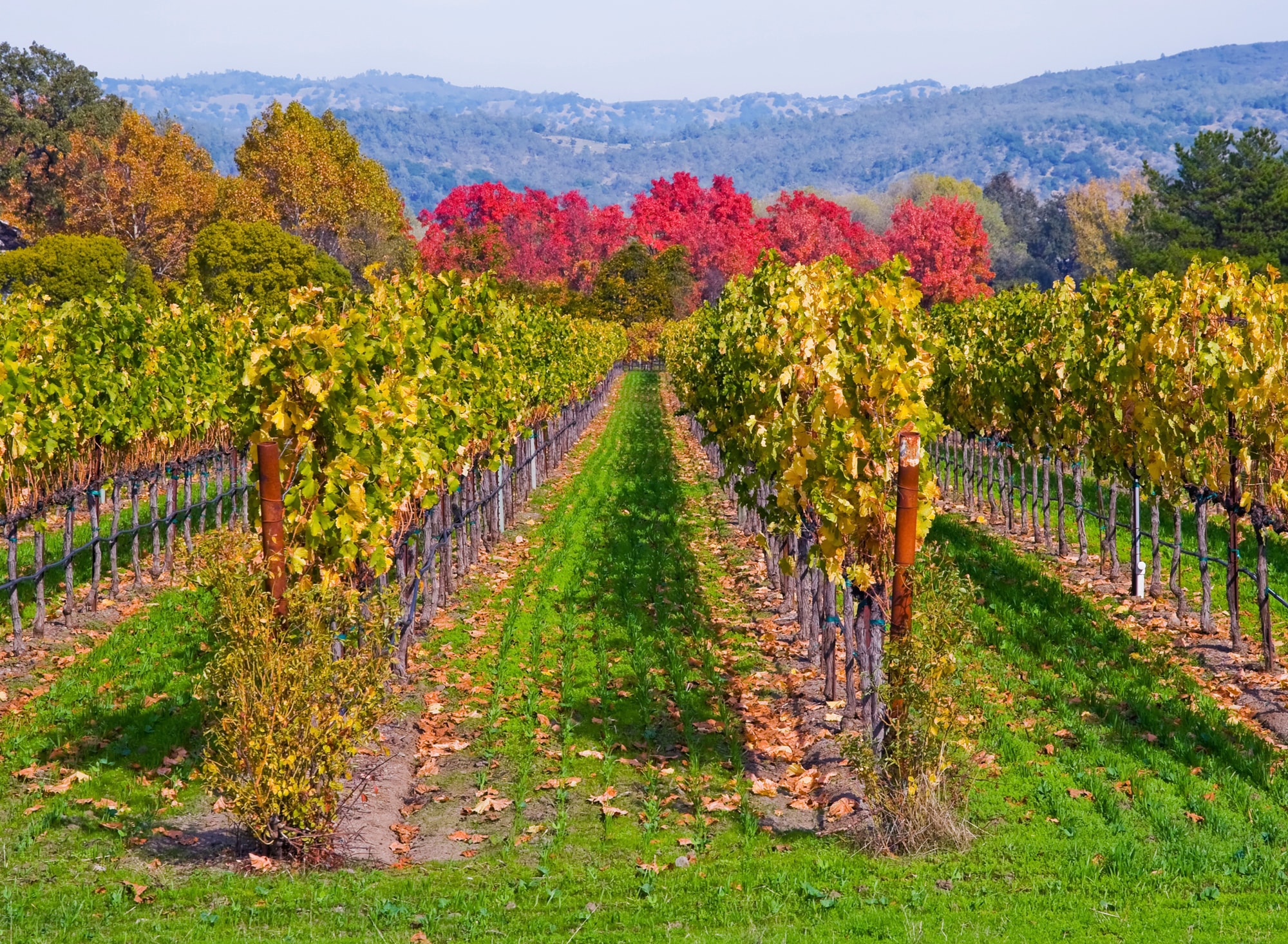 Papermoon Fototapete »WEINBERG IM HERBST-WINZER REBE WEIN GEBIRGE FELD WIESE«