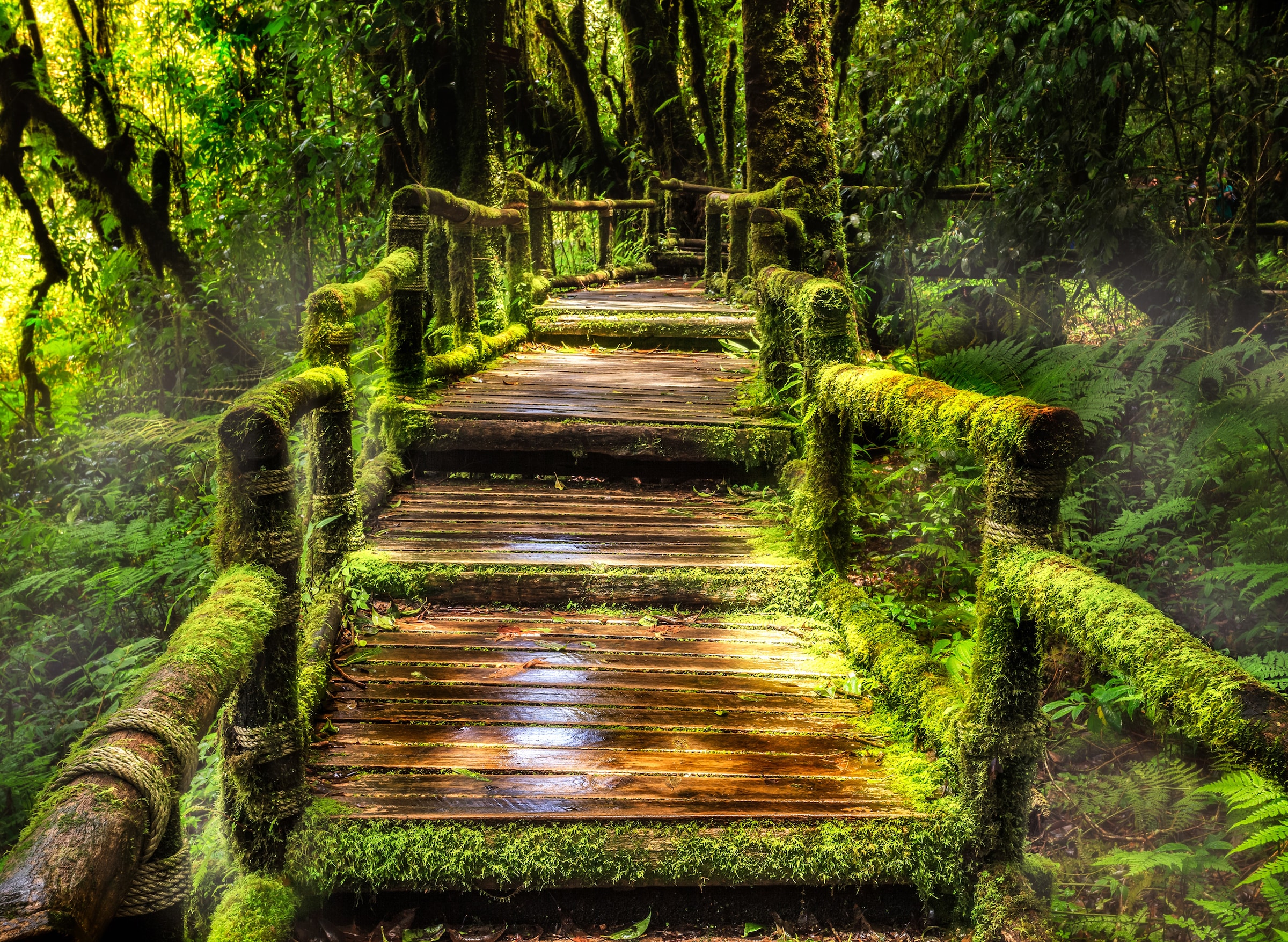 Papermoon Fototapete "Rainforest at Ang Ka" glatt