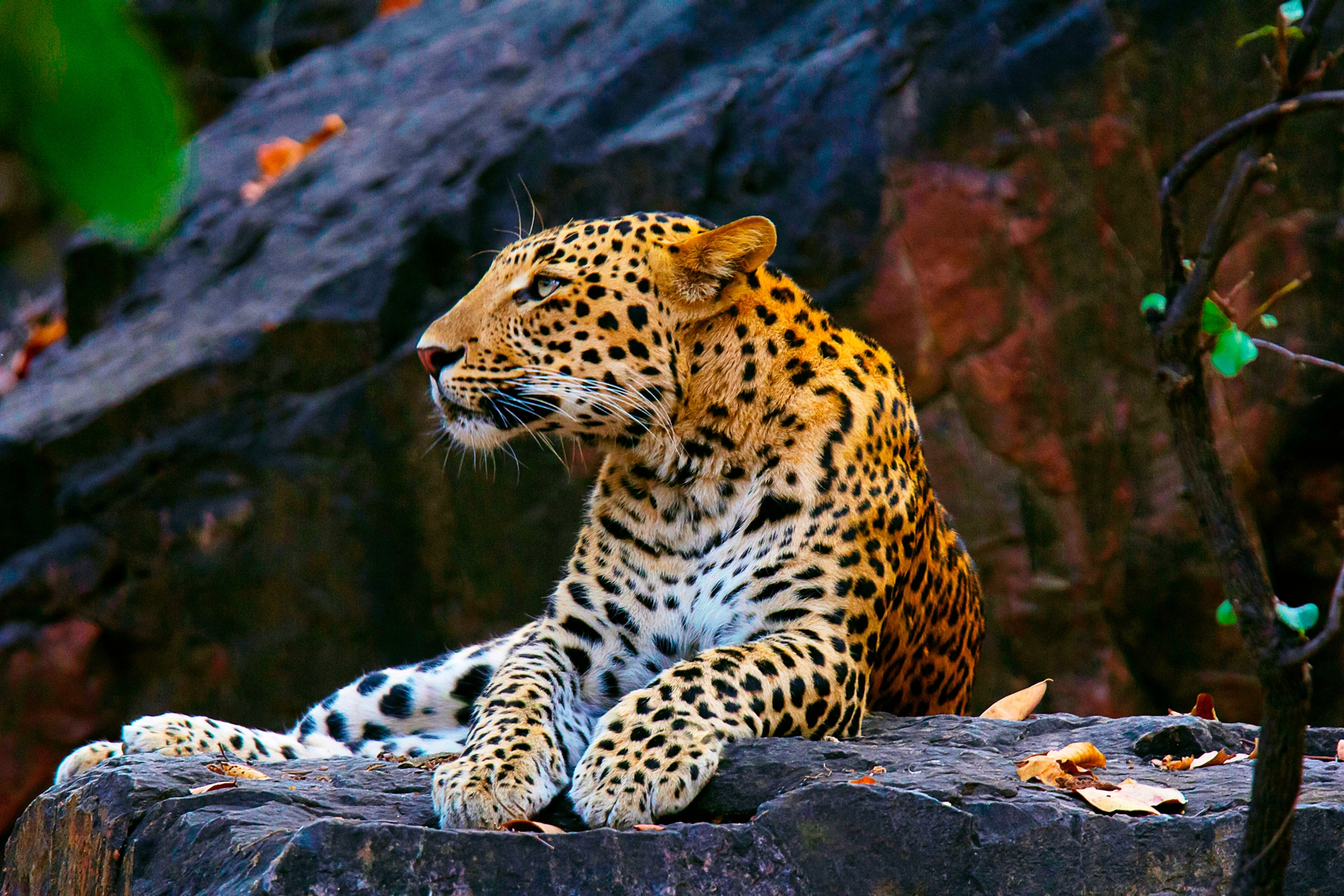 Papermoon "LEOPARD"