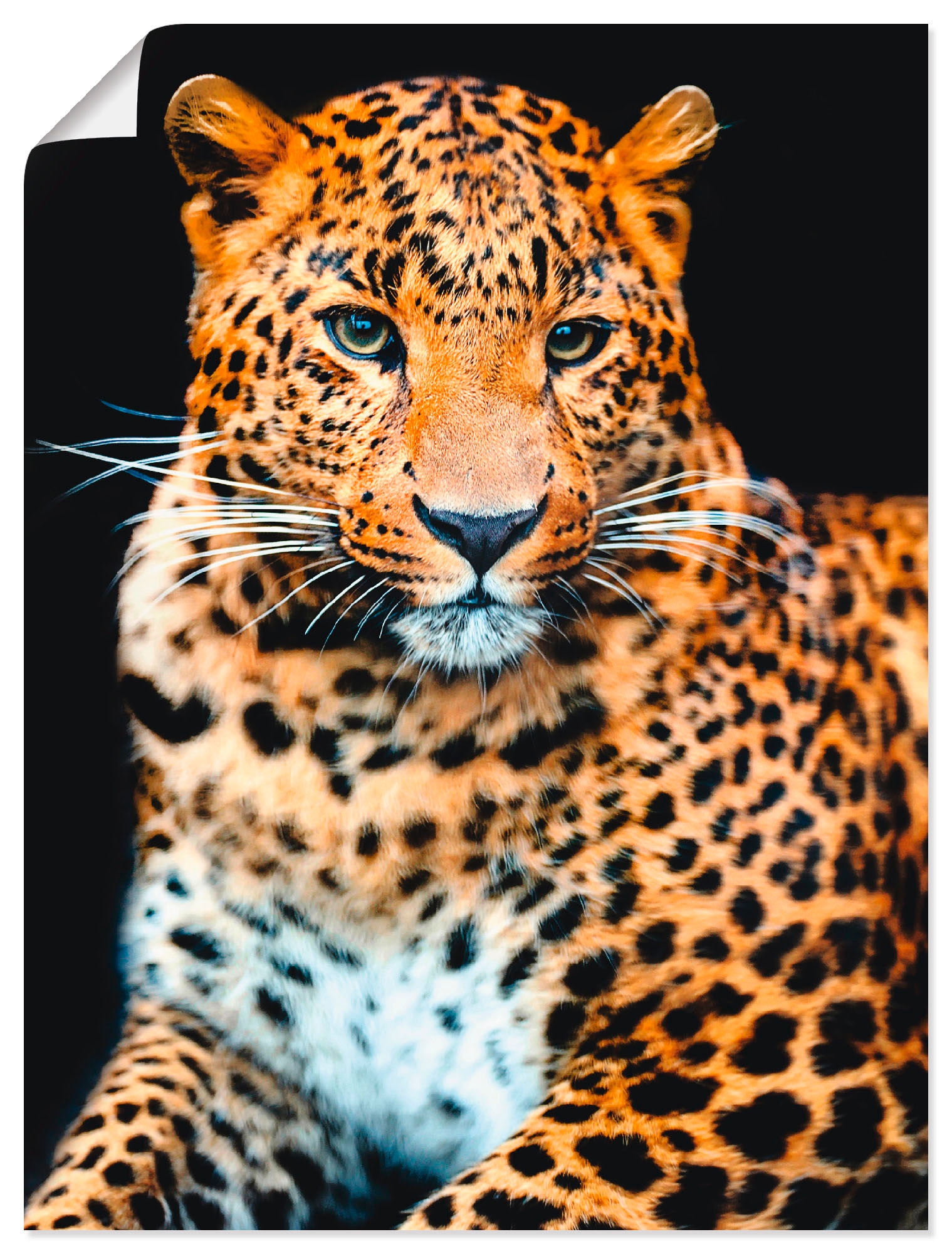 Wandbild »Wütender wilder Leopard«, Wildtiere, (1 St.), als Alubild, Outdoorbild,...