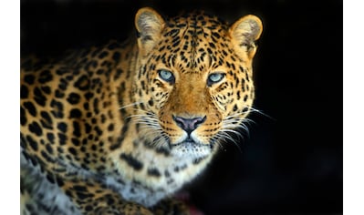 Fototapete »LEOPARD-KATZE TIGER LÖWE PUMA JAGUAR WILD AFRIKA ASIEN«