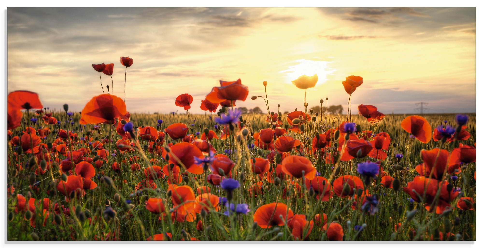 Glasbild »Mohnblumen«, Blumen, (1 St.), in verschiedenen Größen