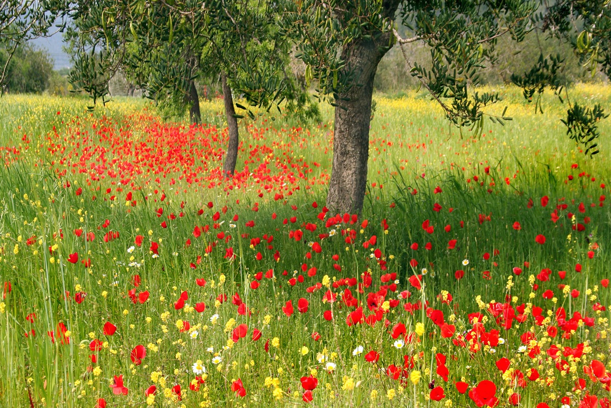 Papermoon Fototapete »Blumenwiese«