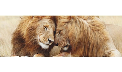 Wandbild »Löwenliebe«