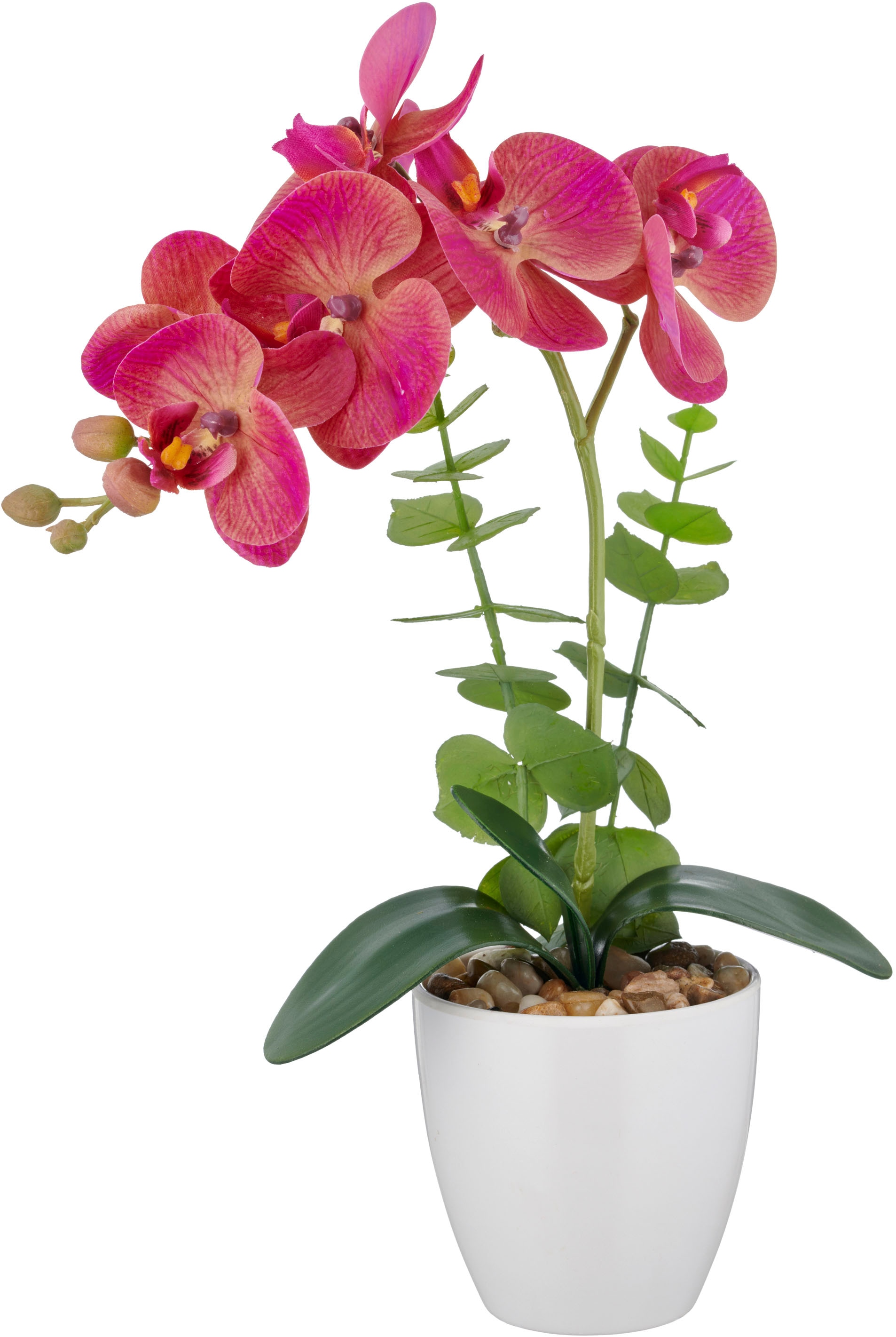 Creativ green Kunstorchidee »Orchidee Phalaenopsis«, mit Eukalyptuszweigen