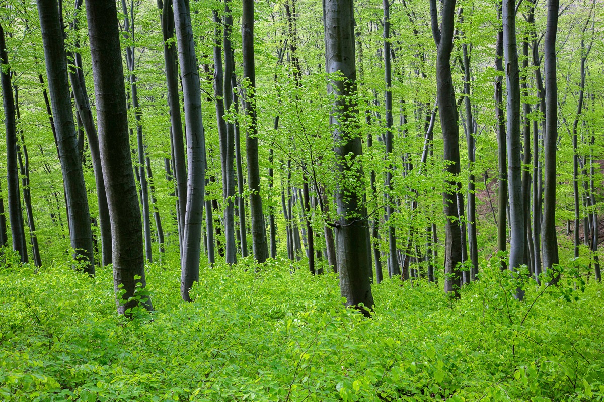 Papermoon Fototapete »Wald«