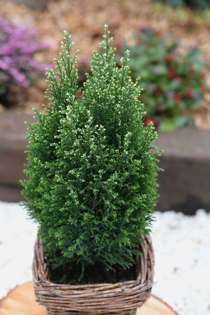 BCM Konifere »Scheinzypresse 'Snow White'«, (3 St.), Höhe: 20-25 cm, 3 Pflanzen kaufen