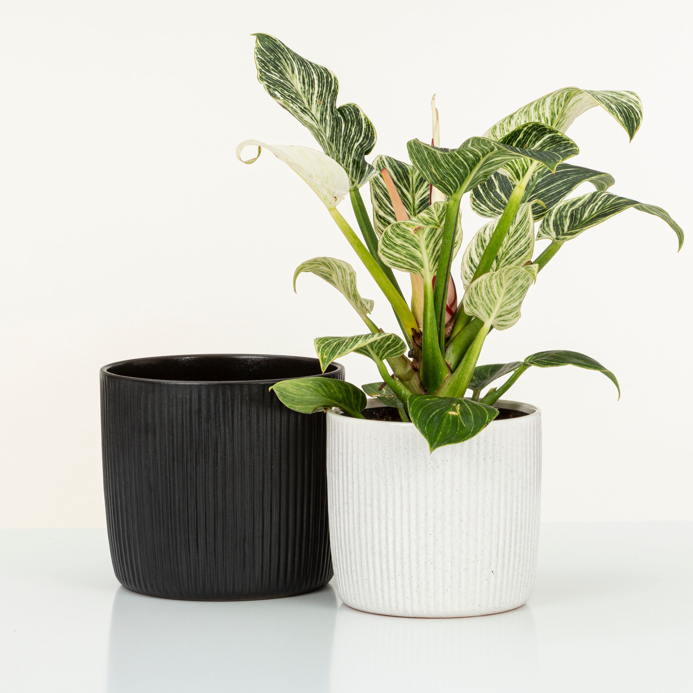 Scheurich Blumentopf »909/21 perla«