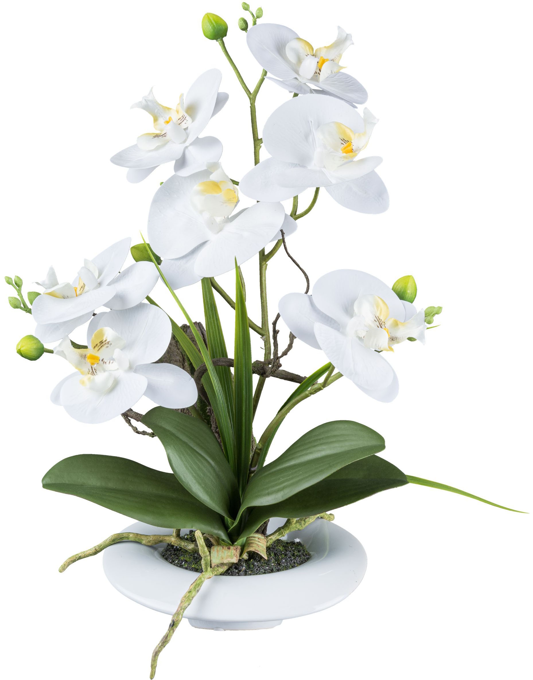 Creativ green Kunstorchidee "Orchidee Phalaenopsis", in außergewöhnlicher Keramikschale