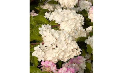 BCM Gehölze »Rispen-Hortensie Pinky Winky®«, (1 St.), Höhe: 50-60 cm, 1 Pflanze kaufen