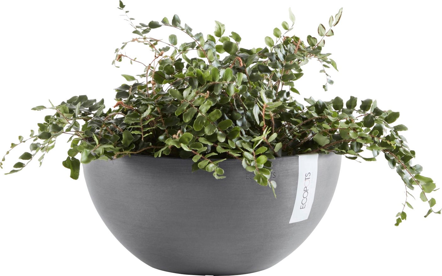 ECOPOTS Blumentopf »BRUSSELS Grey«, BxTxH: 30x30x14 cm