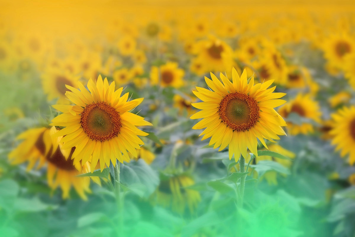 Papermoon "SONNENBLUMEN-ABSTRAKT DEKOR MUSTER FANTASIE KUNST FELD"
