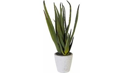 Creativ green Kunstpflanze »Aloe«, (1 St.) kaufen